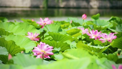 二十四立夏动图