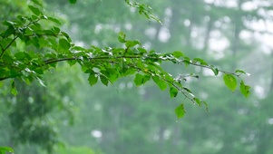 清凉绿叶雨