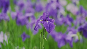 雨打兰花4k