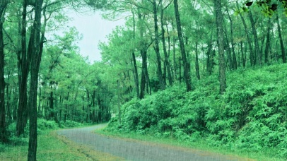 大雨窸窣，洗净尘土