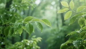 雨天树木
