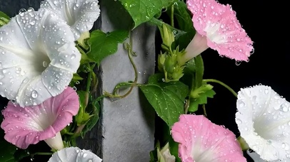 护眼小清新带鱼屏