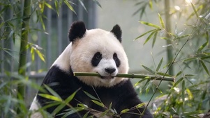 熊猫吃竹子