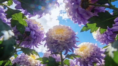 风花恋~