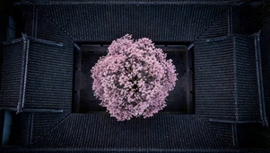 四合院的花朵