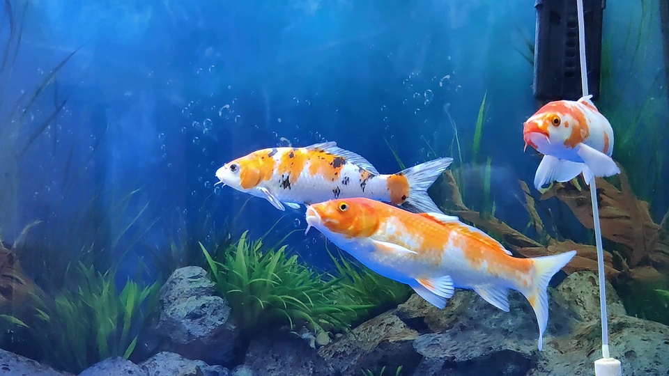 深蓝色通透水族箱水体中，三条带有橙白黑斑纹的锦鲤在上浮的细小气泡间游动，旁侧点缀绿色水草与灰色石块。