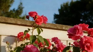 护眼花朵带鱼屏