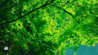 夏日绿荫