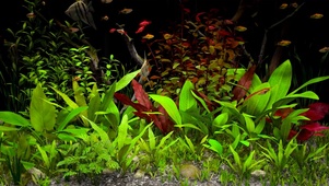 绿草水族馆