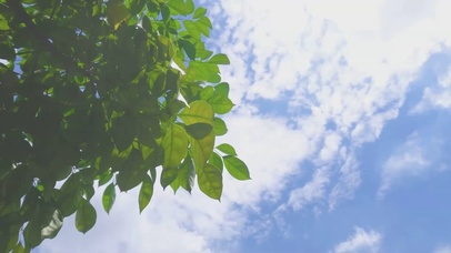 4K夏天蓝天白云阳光树叶