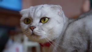 哎呀小猫咪