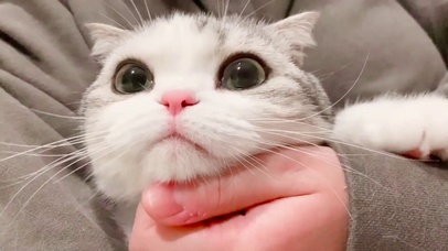 小泡芙香香软软的小泡芙壁纸图片_动态桌面壁纸图片_动态壁纸下载