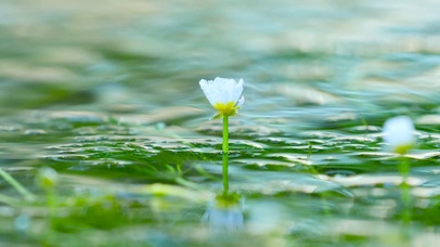 流水小花