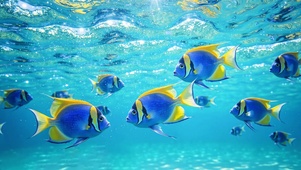 深海游鱼