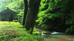 森林小溪涓涓细流