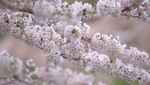 唯美白色樱花