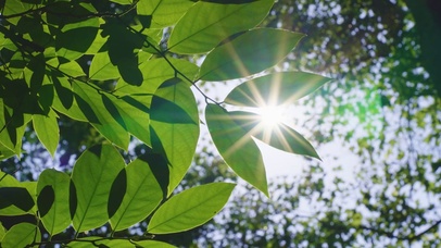 阳光绿叶