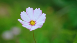 护眼小花