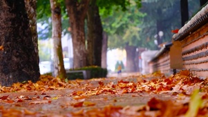 雨中落叶