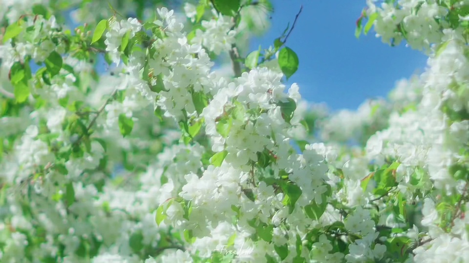 蓝天背景下的白色花枝，白色花朵簇拥搭配鲜绿新叶