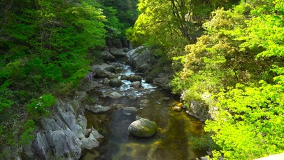 绿林山涧