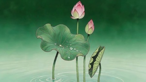 小清新荷花
