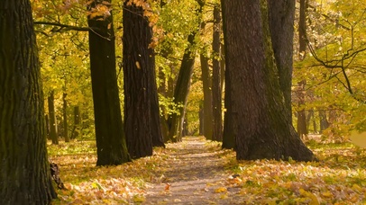 黄金树林-秋天