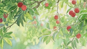 夏天杨梅树带鱼屏