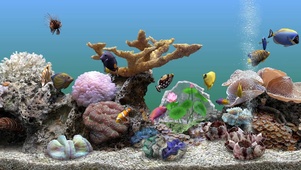 护眼珊瑚水族箱带鱼屛