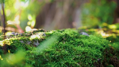 森林可爱苔藓