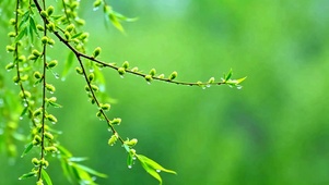 微风拂绿柳4K