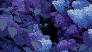 小黑猫