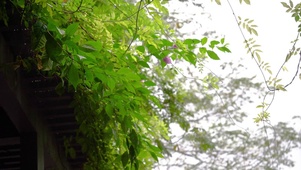雨中的紫藤叶