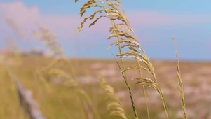 风吹麦浪