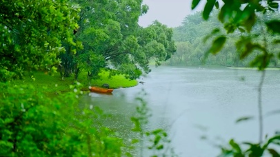 护眼雨天绿树湖 