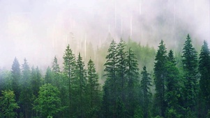 雾雨森林