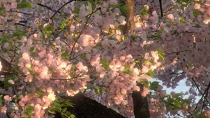 风花恋~