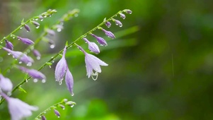 放松静心雨中小花