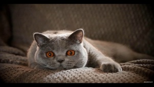 萌猫看着你