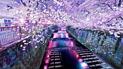 樱花梦幻小溪