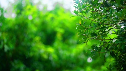 雨中的植物