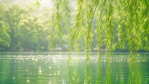 湖畔垂柳