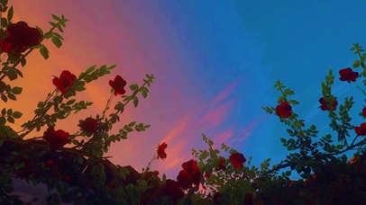 浪漫红玫瑰与晚霞