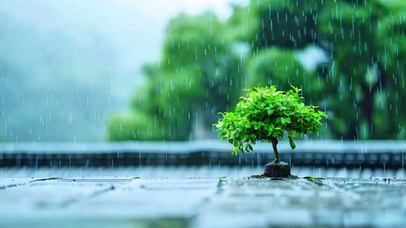治愈雨中小树4K