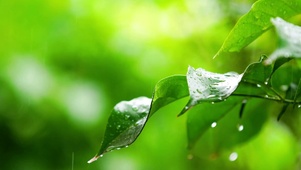 雨中绿植