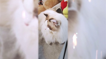 亚瑟点心-饿猫咆哮