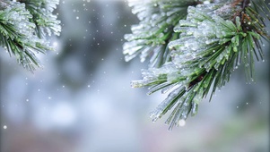 冰凌雪松
