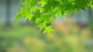 绿叶静心雨