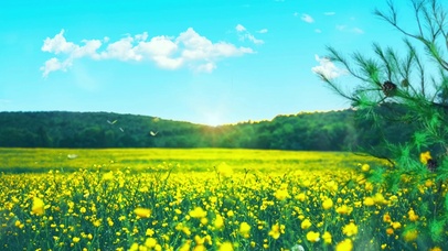 花海蓝天白云4K