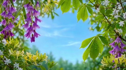 紫铃花与金银藤